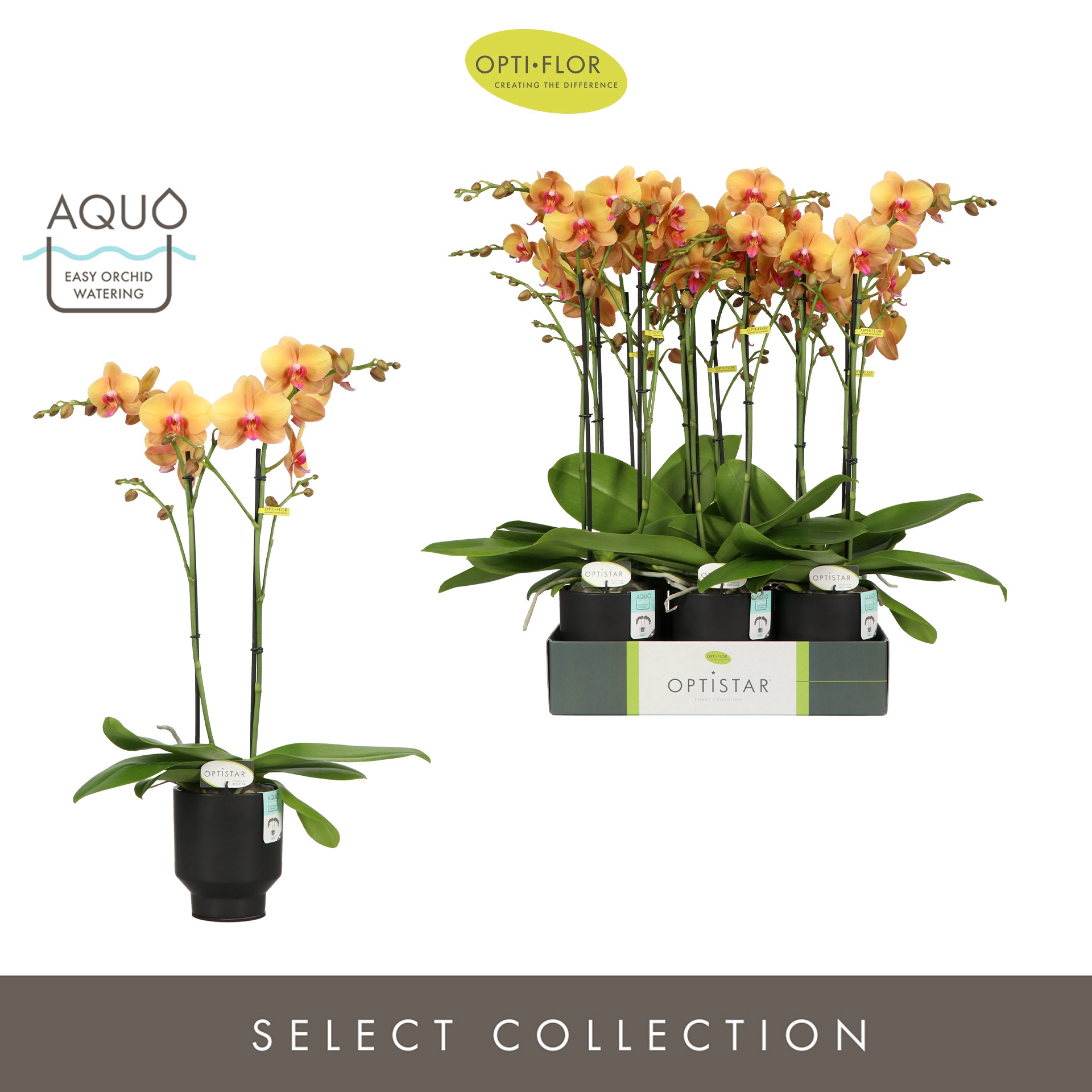 Optistar Deshi 2 spike in Emilia Dark Brown Aquo, D 12 cm