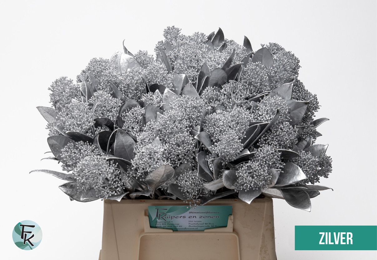 Скимия Овериг крашеный за пучок (краш. ) 45, пуч.