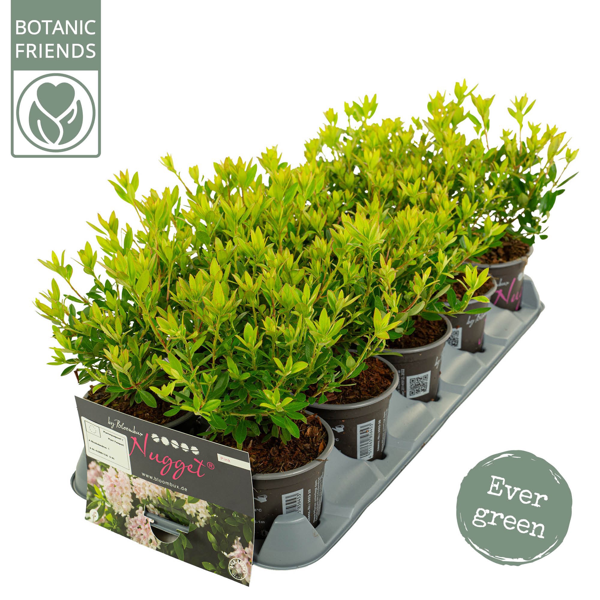 Rhododendron 'Bloombux' Pink, D 10,5