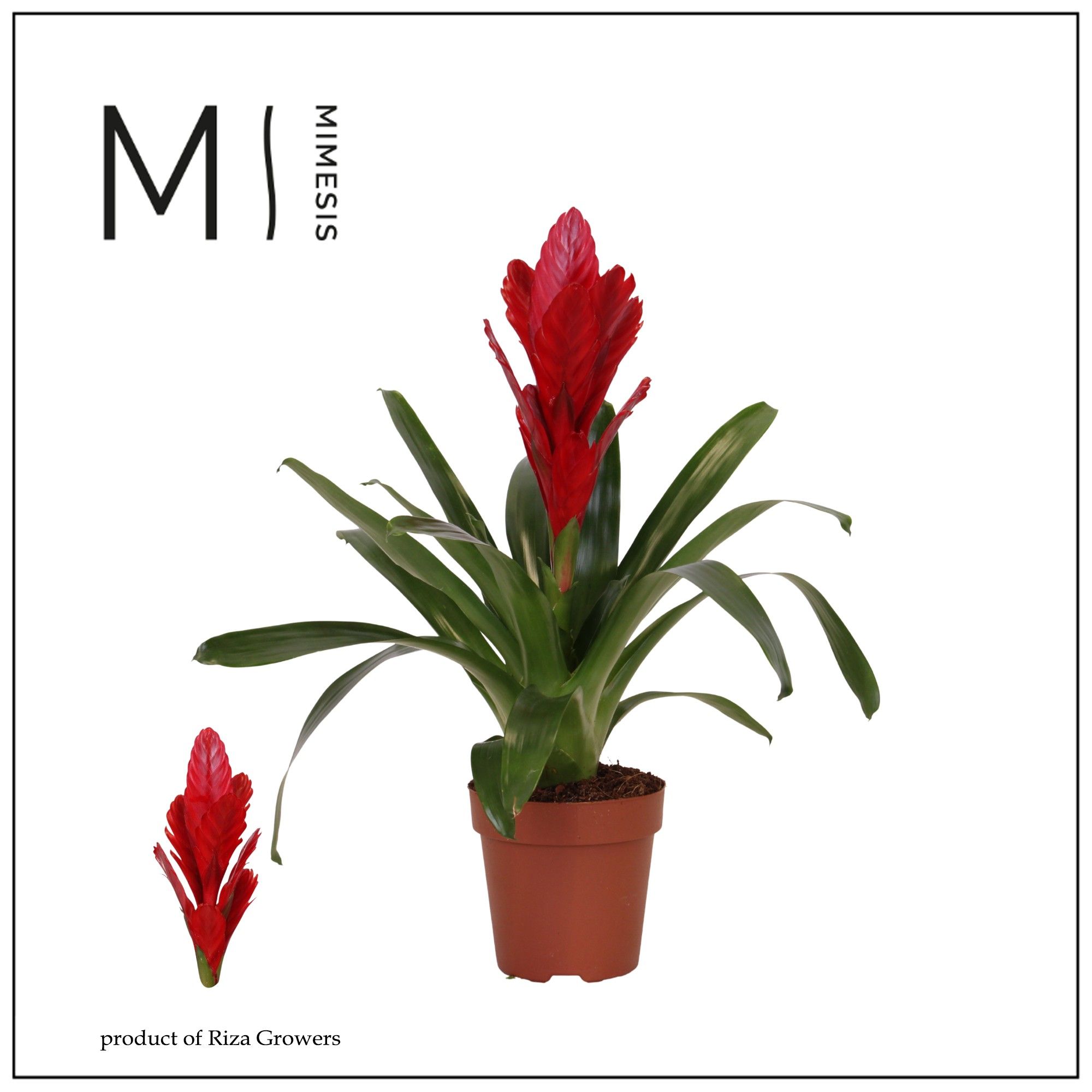 Vriesea Intenso Red - 12cm | Mimesis, D 12