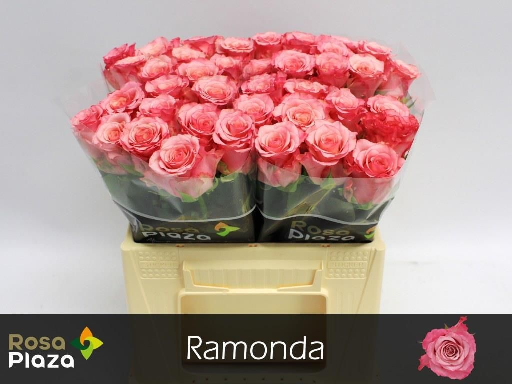 Роза од. Рамонда 35, шт. Роза од. Рамонда 35, шт.