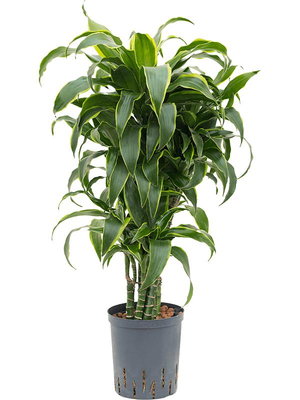Dracaena fragrans 'Dorado', D 18