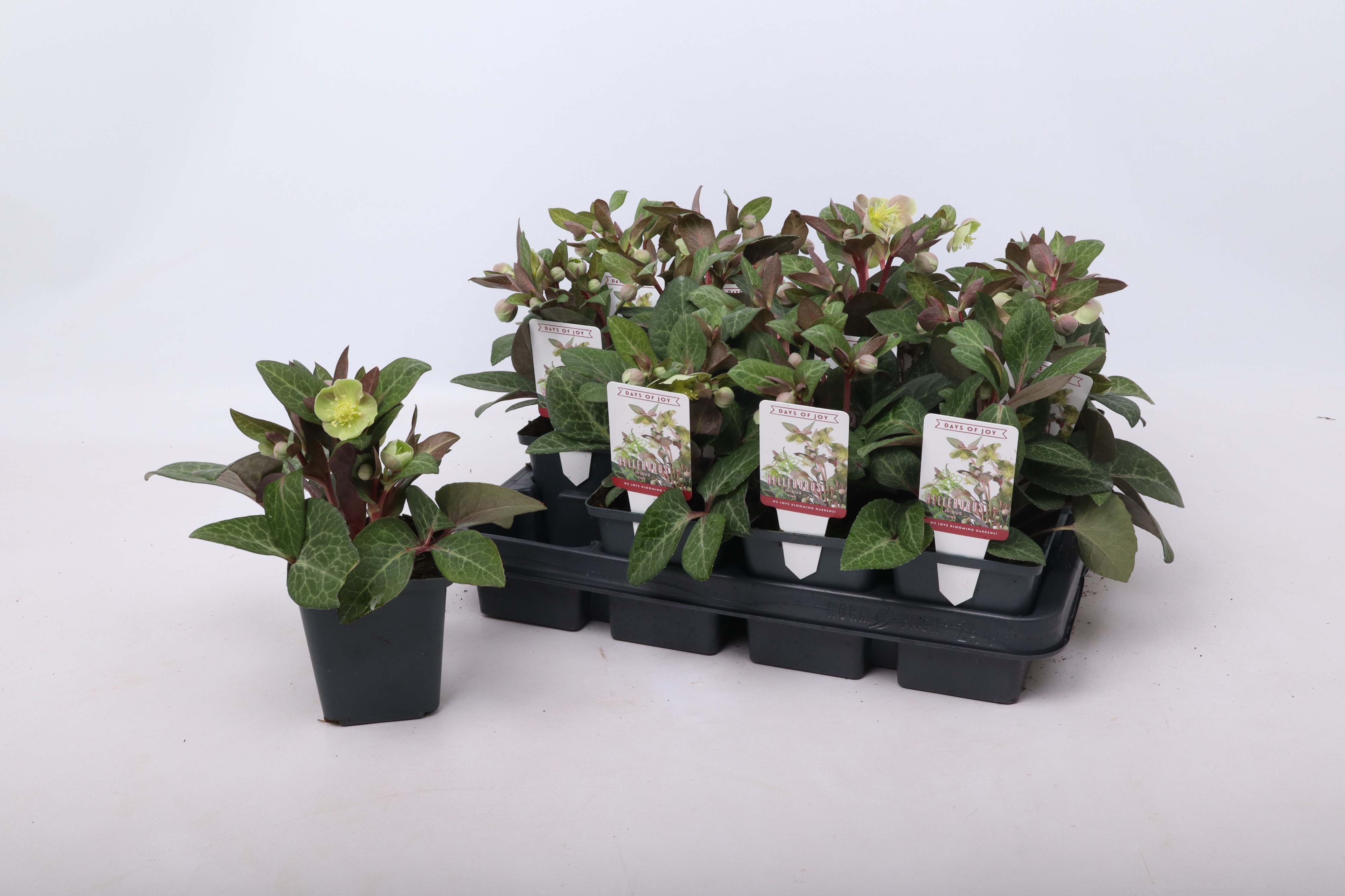 Helleborus lividus Pink 9 cm, D 9