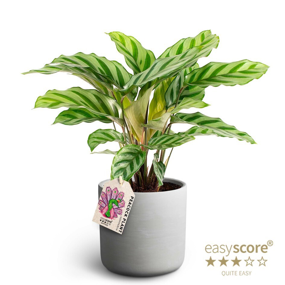 Raw Grey, Calathea Freddy, D 12