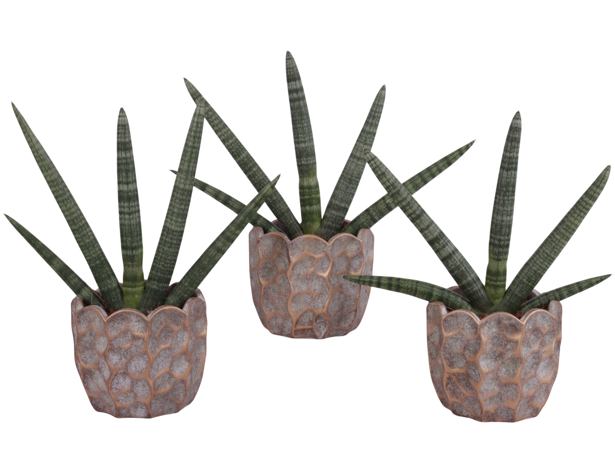 Sansevieria Cylindrica Handshake in Ø15cm Ceramic PL670, D 15