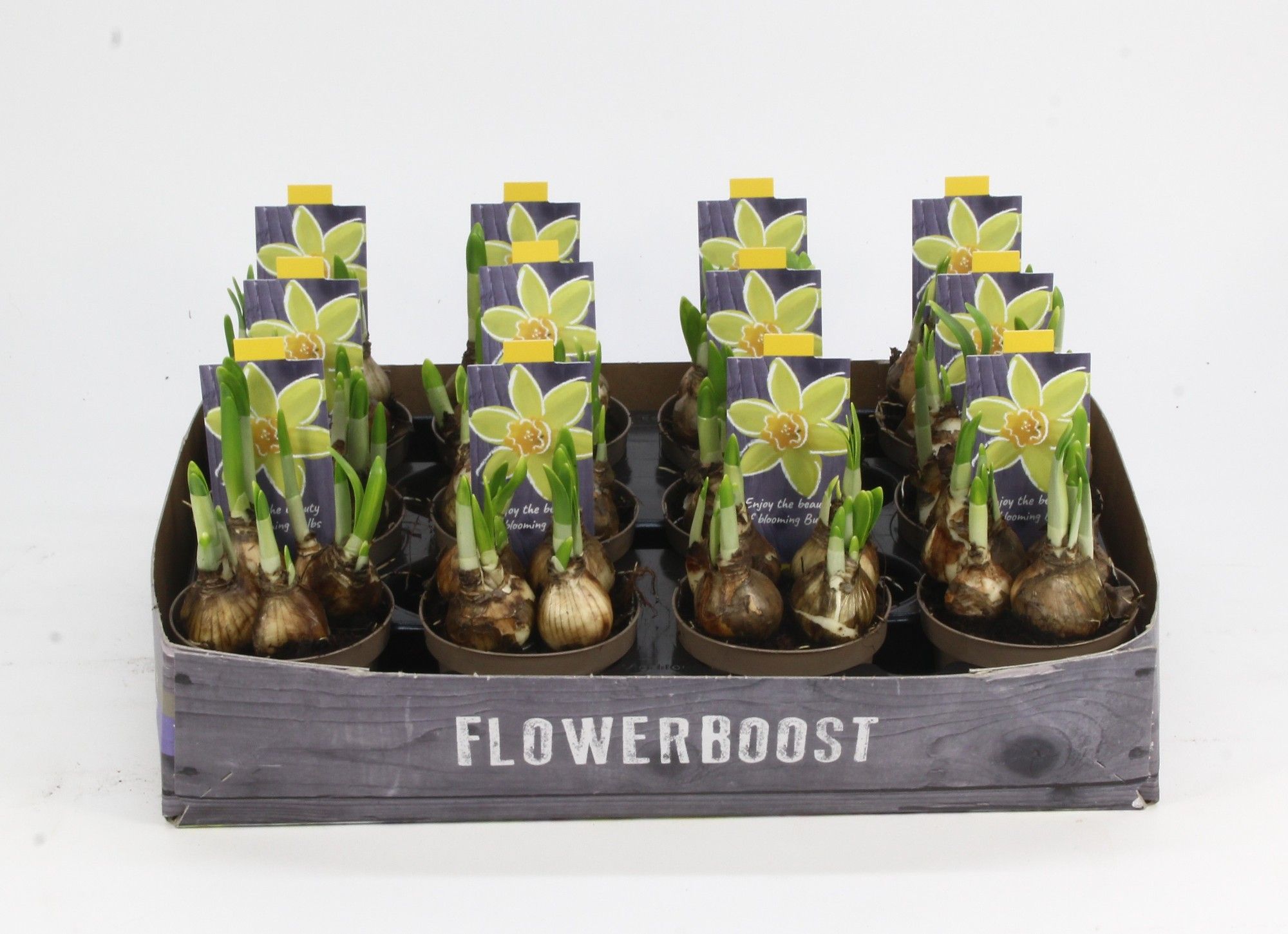 NARCIS TETE A TETE 09, D 9