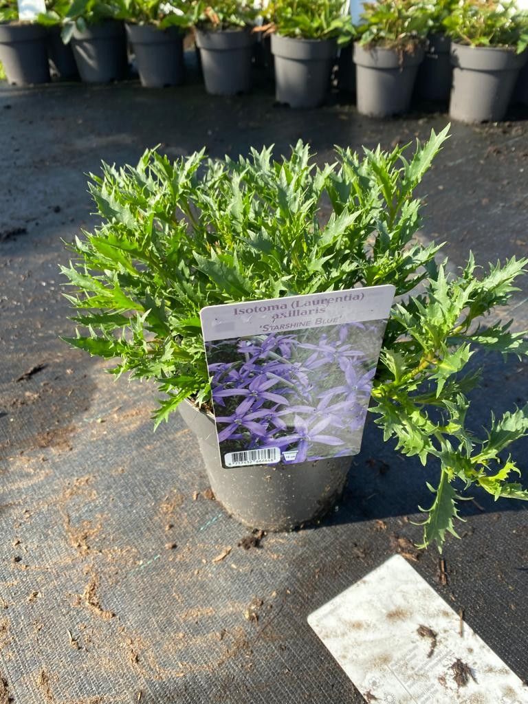 503 DVDS : POT 19 ISOTOMA LAURENTIA AXILLARIS STARSHINE BLUE, D 19