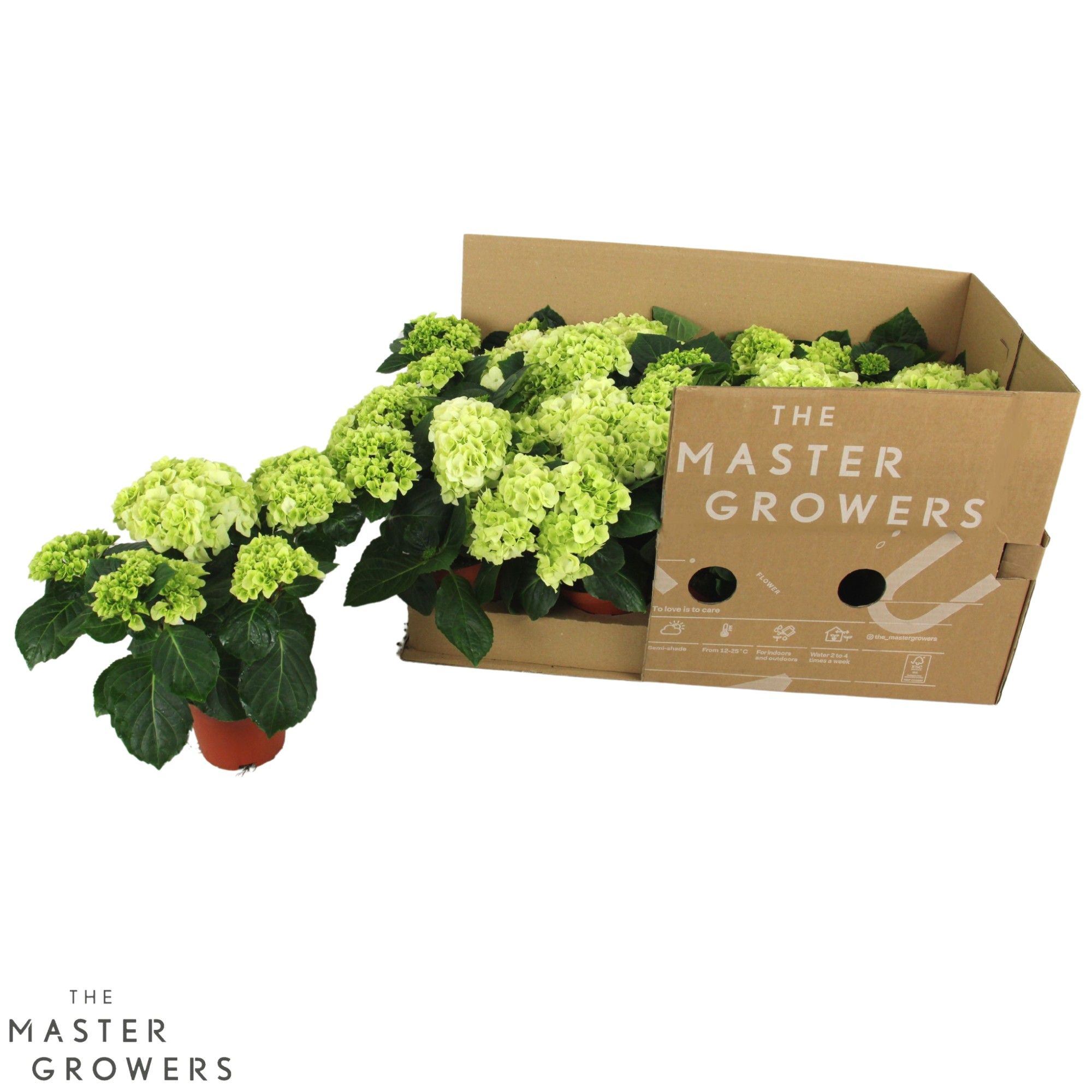 Hydrangea macr. 10cm wit 3+ bloem ECO, D 10