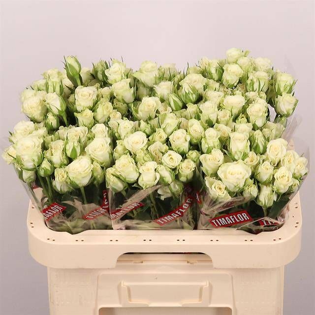 Роза куст. Сноуфлейк 60, шт.