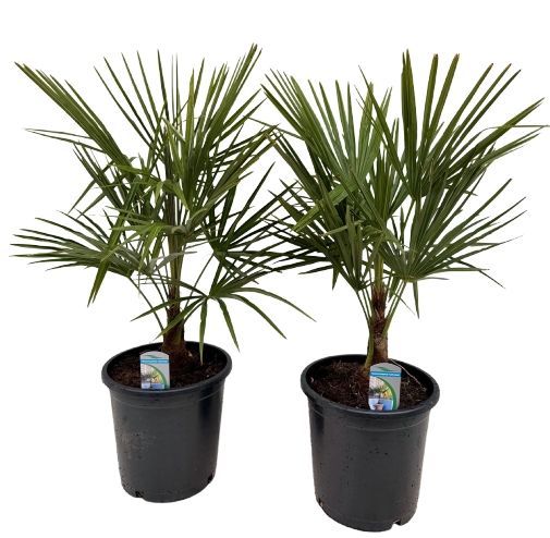 Trachycarpus fortunei P26, D 26