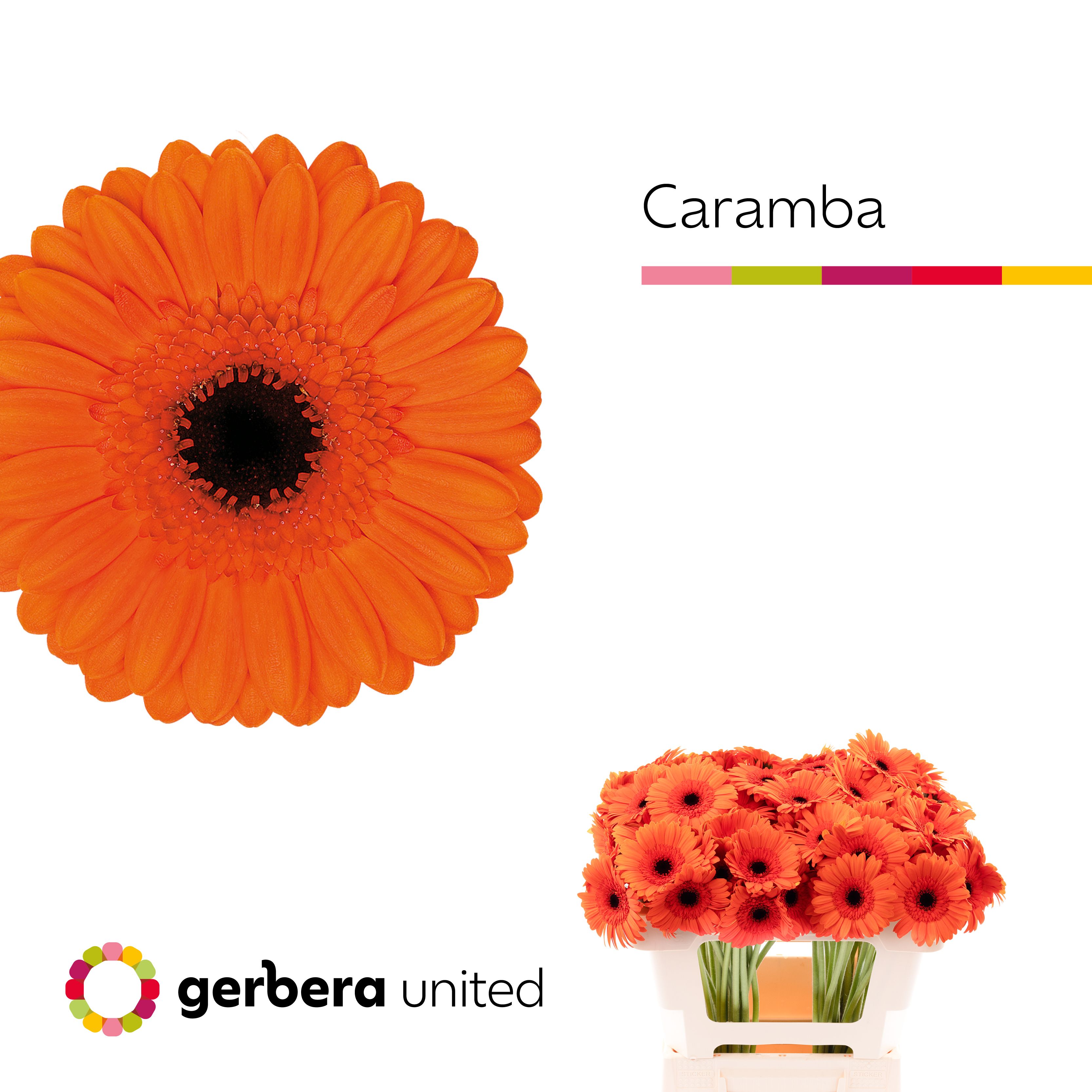 Гермини Карамба, шт.