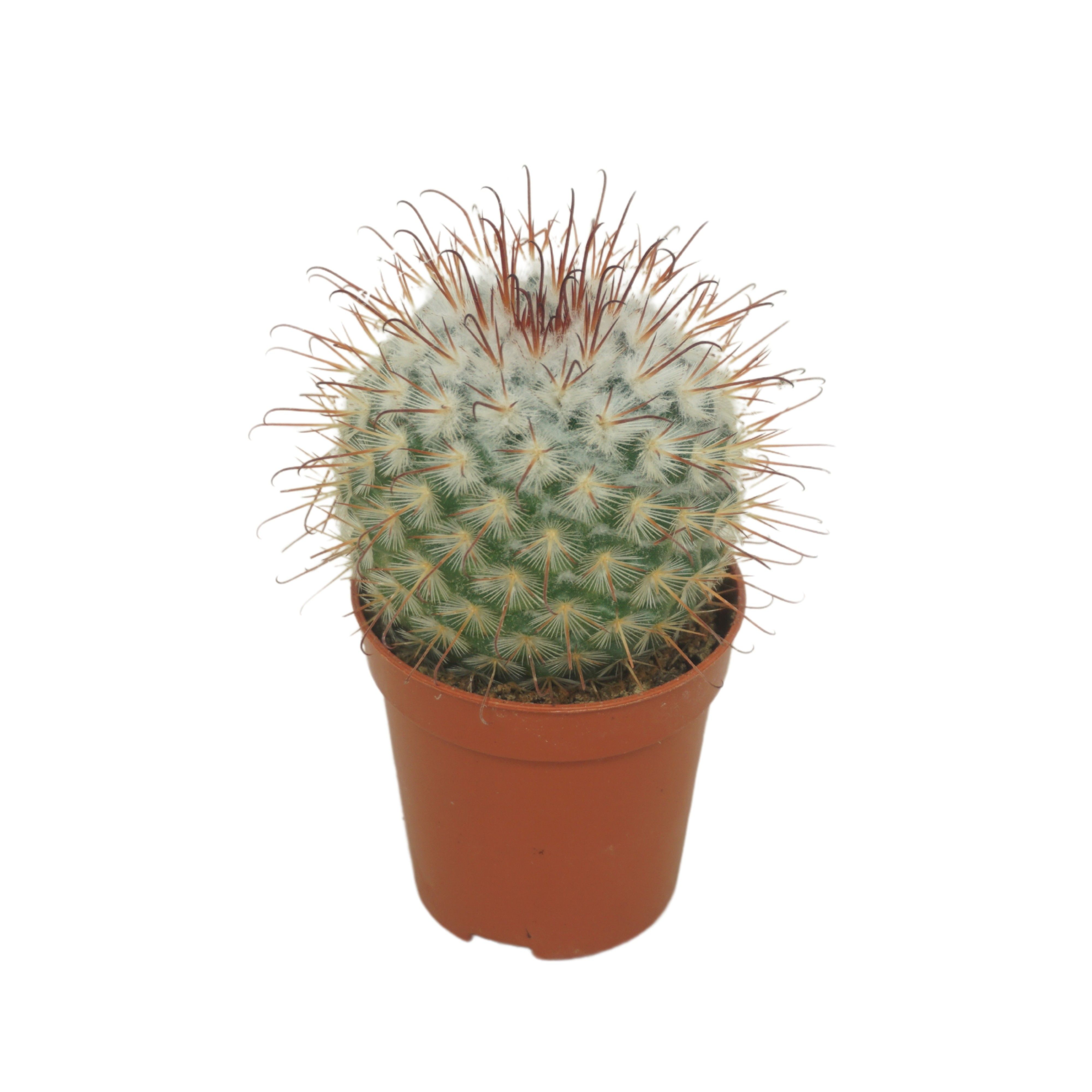 Mammillaria bombycina 5,5 cm, D 5,5