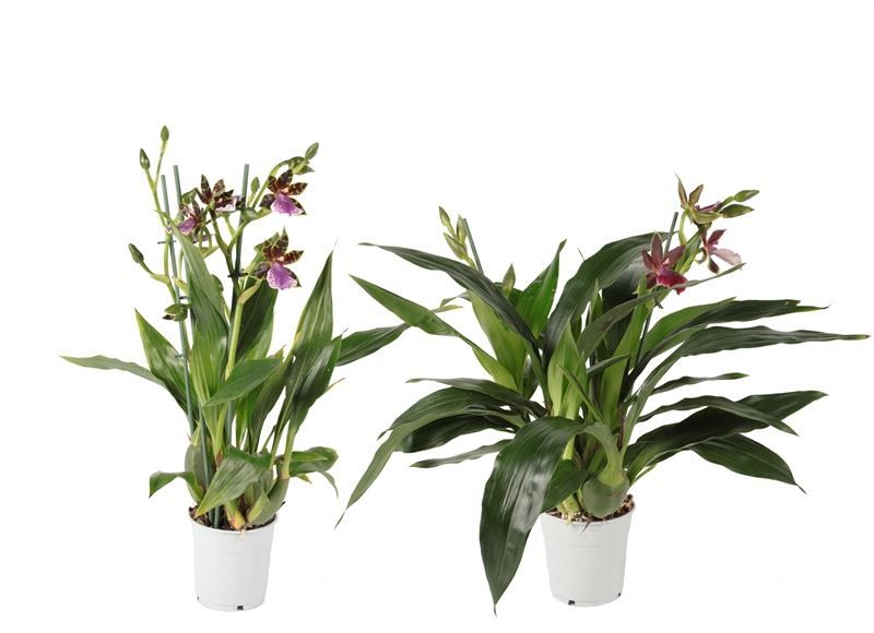 Zygopetalum p12 mix 3T, D 12