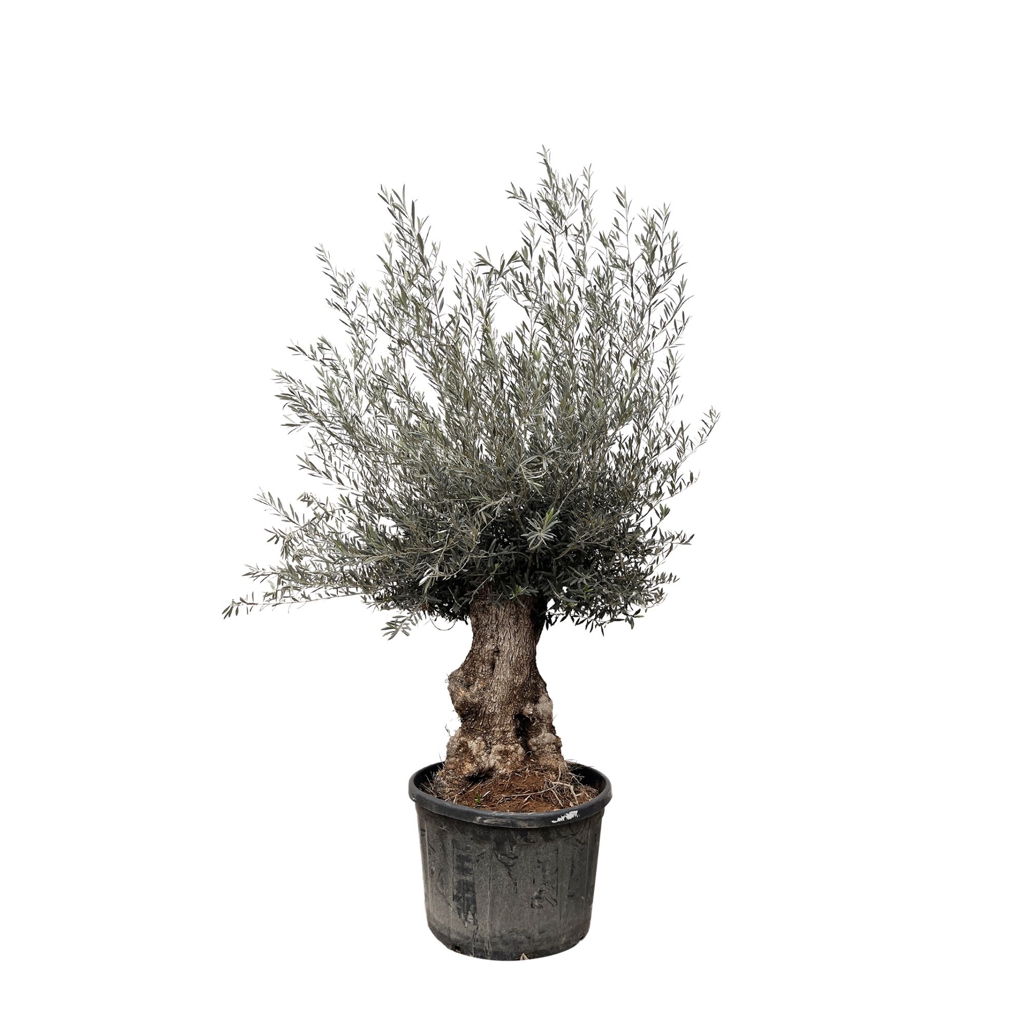 Olea Europaea Bonsai XL - 250cm, D 90