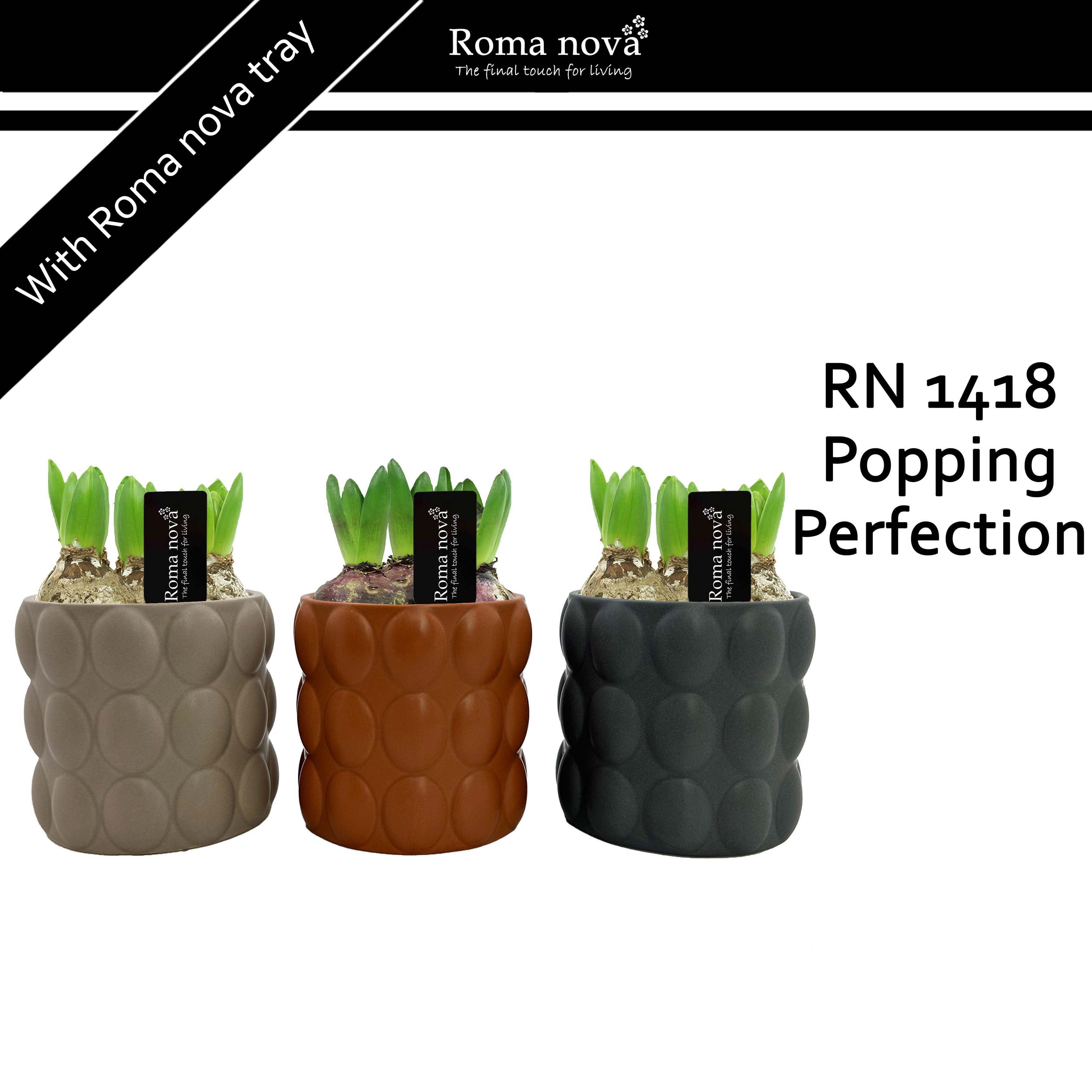 1418 - Popping Perfection (Hyacint), D 13 cm