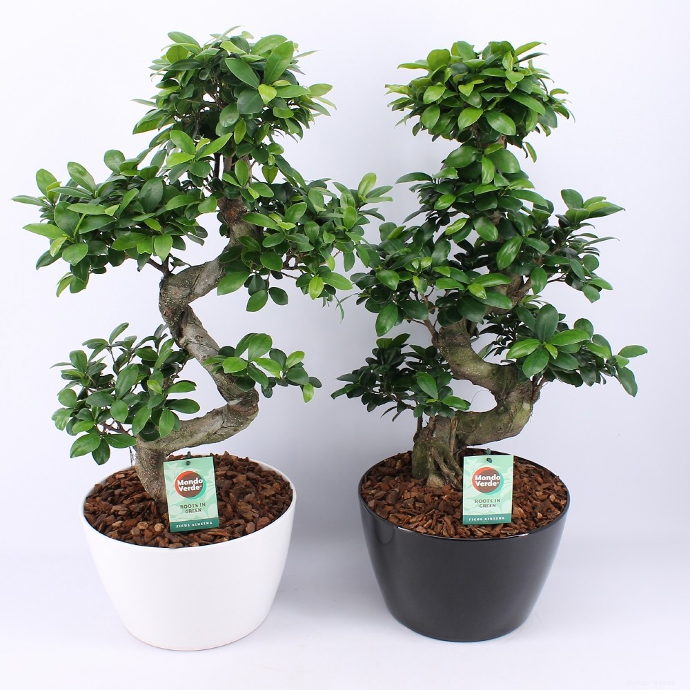 Ficus Ginseng S type in ZwartWit keramiek met Bark, D 28