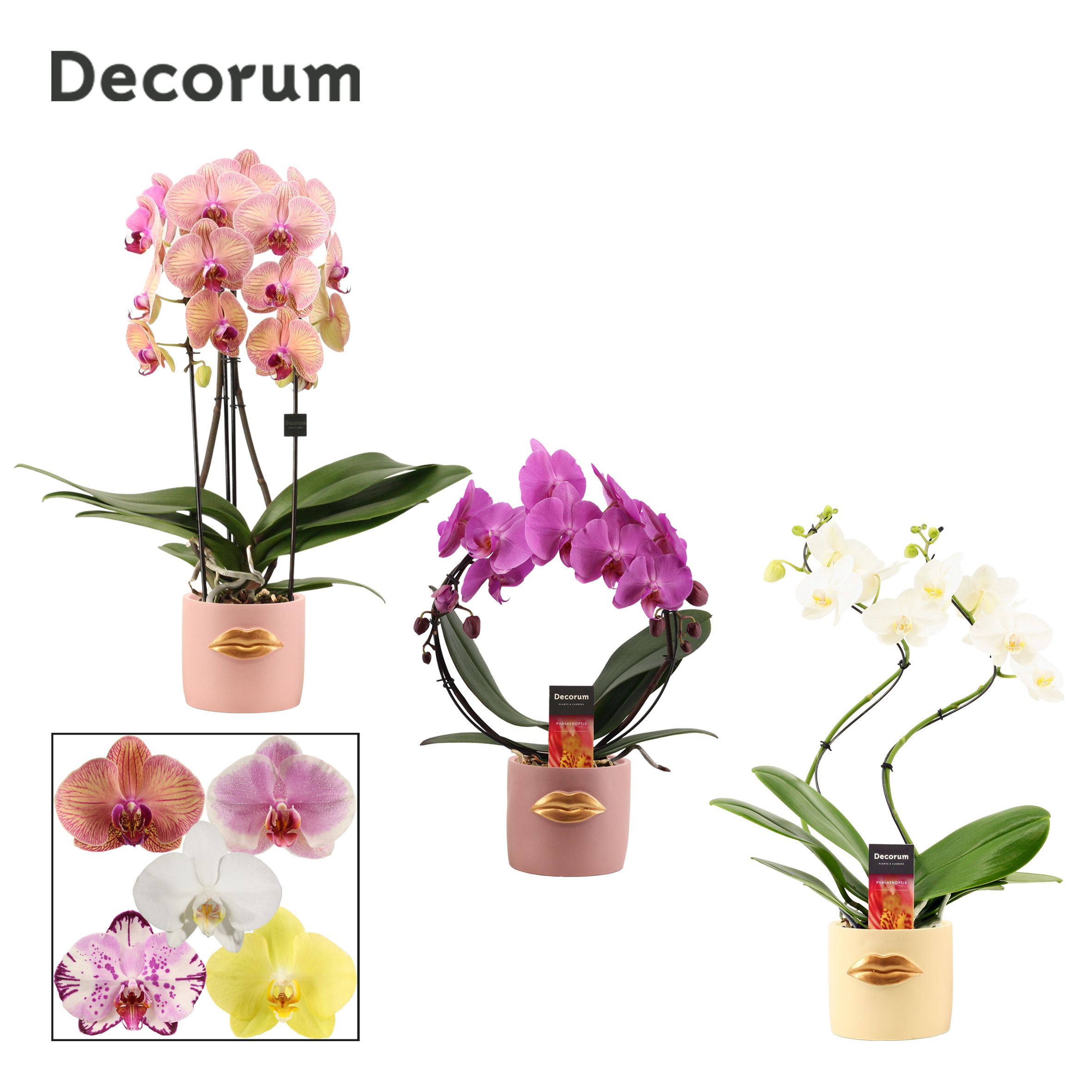 Phalaenopsis vormen mix 2 tak in Lovely (Luxury World-collection, D 12 cm