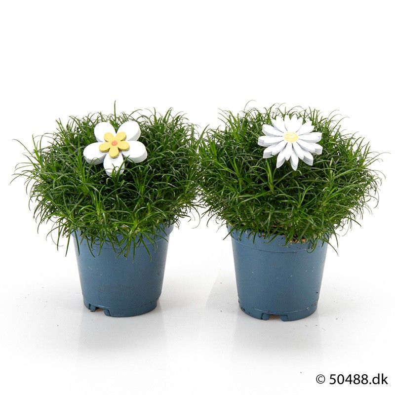 SAGINA 5,5 cm bijsteker houten bloem, D 5,5 cm SAGINA 5,5 cm bijsteker houten bloem, D 5,5 cm