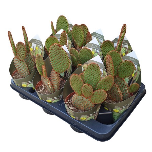 OPUNTIA MICRODASYS RUFIDA - POT Ø 10,5 WITH POTCOVER (CACTUS), D 10,5 cm