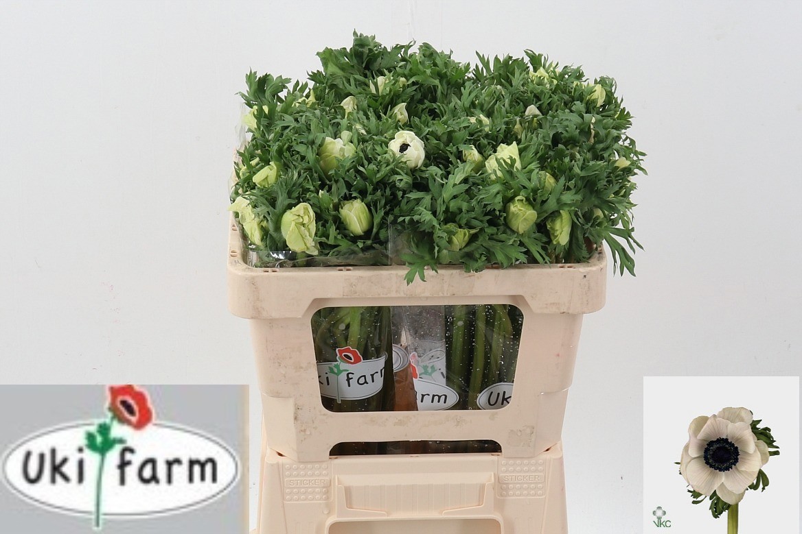 Анемон Галил Вайт 50 (бел.), шт.