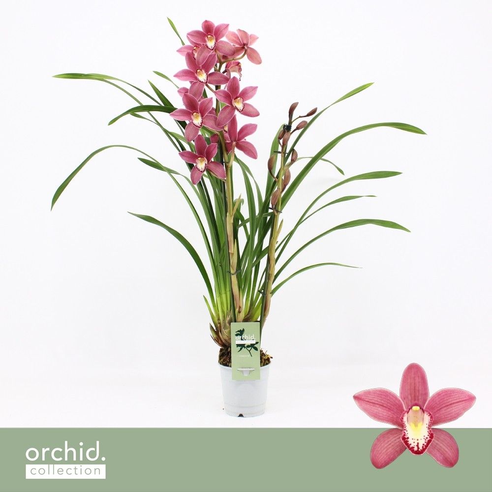 Cymbidium, Pearl Flor 2-spike 'Orchid Collection', D 12 cm