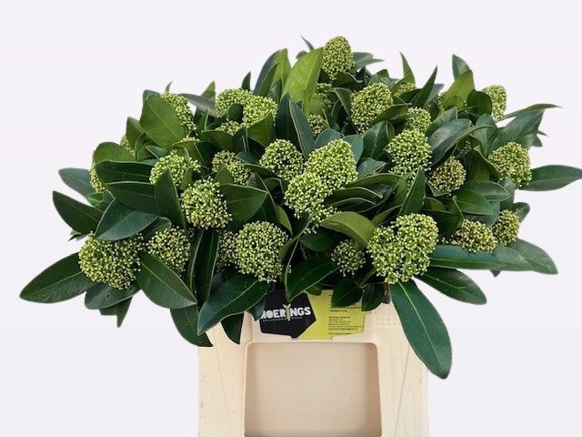 Скимия Вайт Глоуб за пучок 40, пуч.