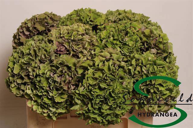 Гортензия Роял Парад Классик 50, шт.