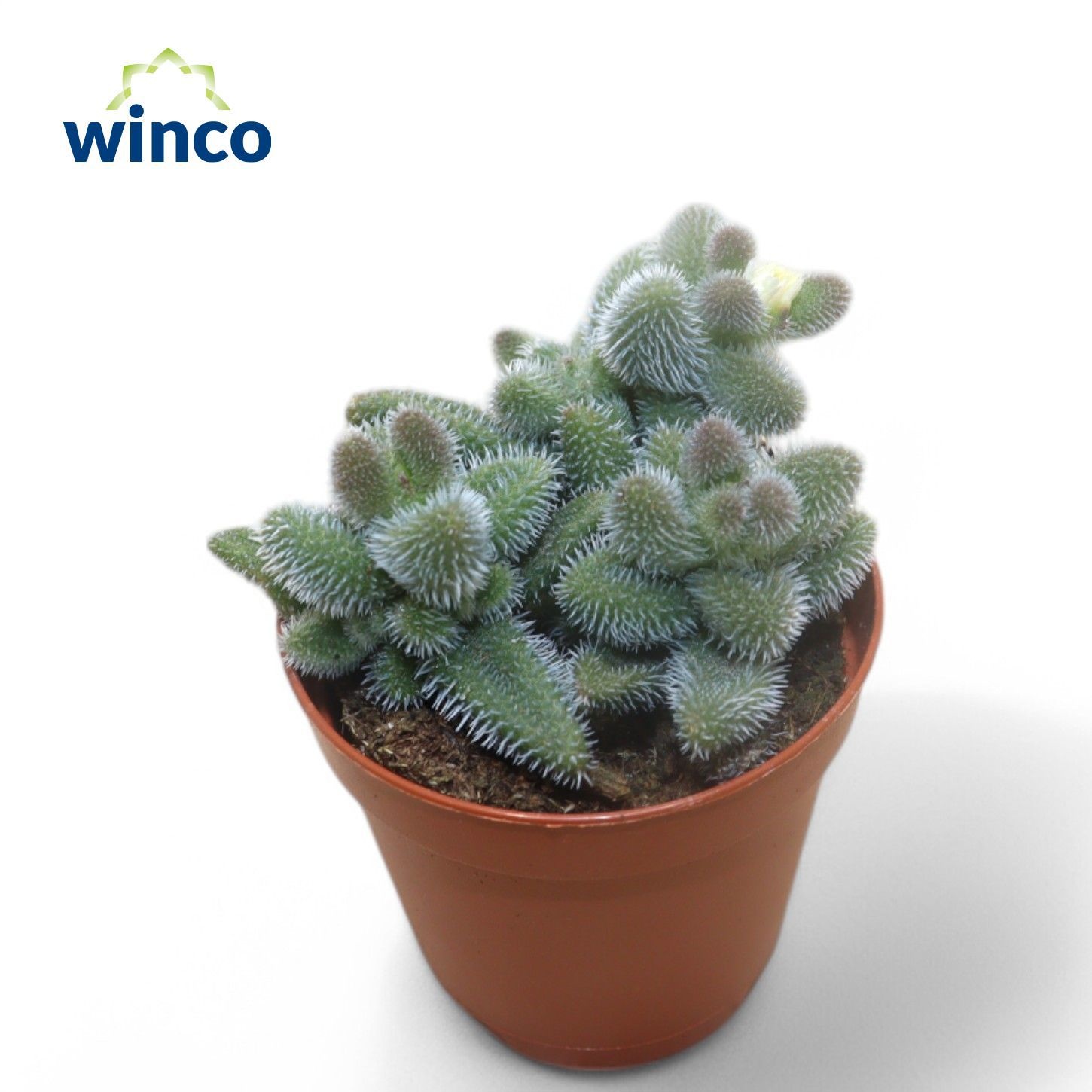 Delosperma Echinatum, D 5,5