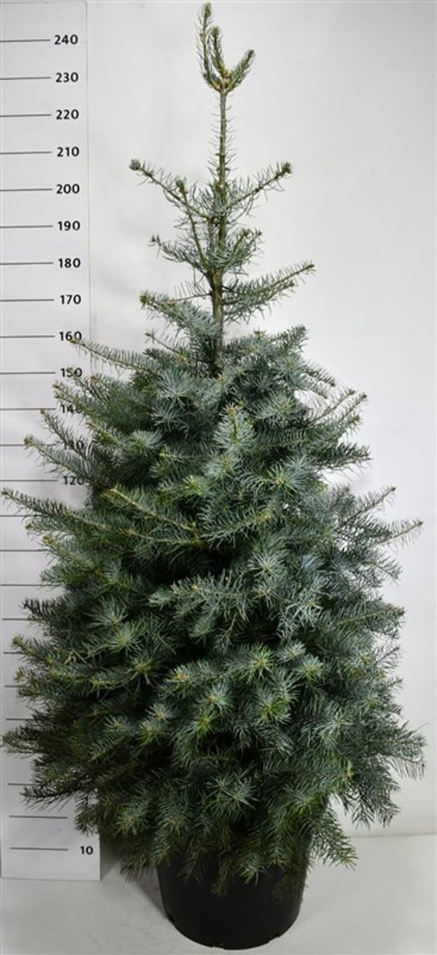 Abies concolor "Silver Blue", D 54