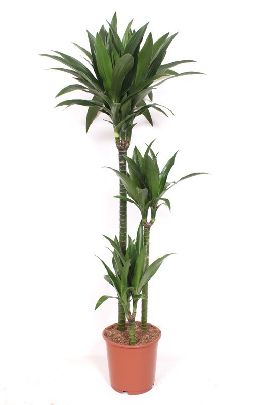 Dracaena Janet Craig 90-60-30, D 24
