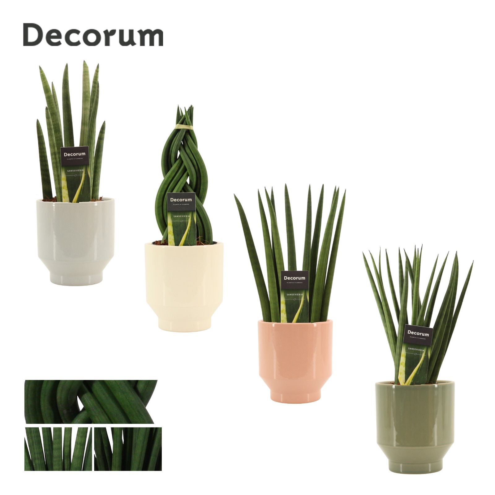 Sansevieria cylindrica 12 cm mix in Pato (Deco-collection), D 12 cm