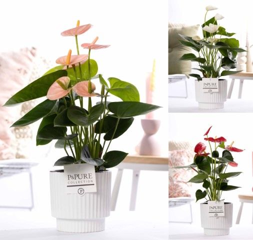 Anthurium mix in P&PURE Ivy ceramics shiny white, D 12