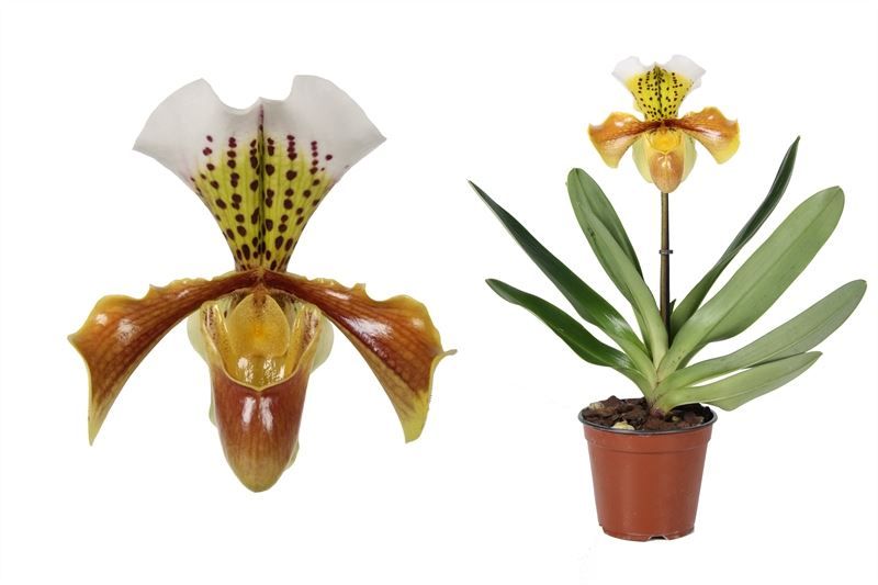 Paphiopedilum p12 USA hybride 1 scheut, D 12