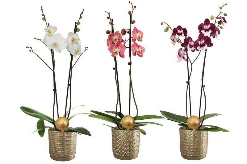 Sarah p12 gold mix Phal mix 2T14+, D 12