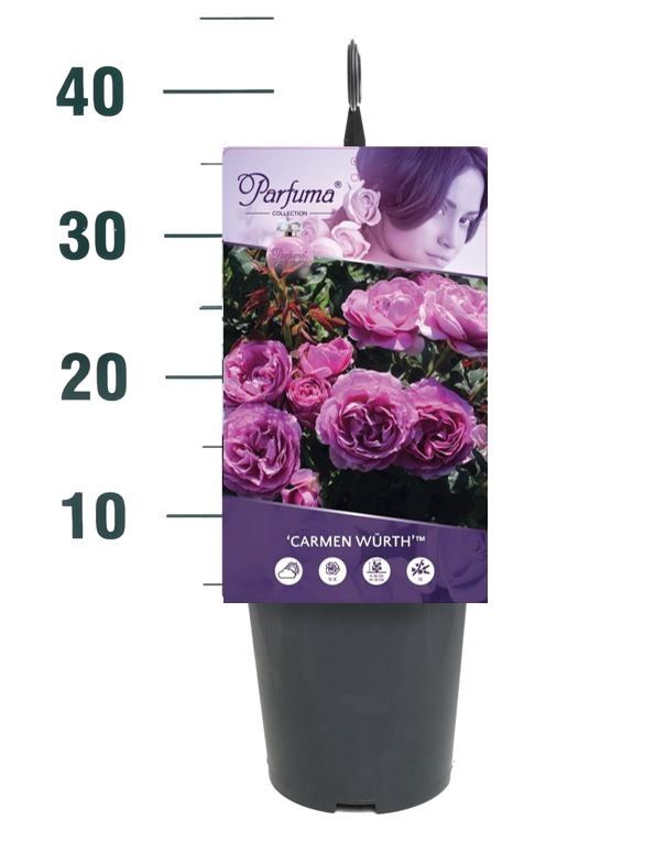 Rosa 'Carmen Würth' - Struik - C3rp - Parfuma, D 19