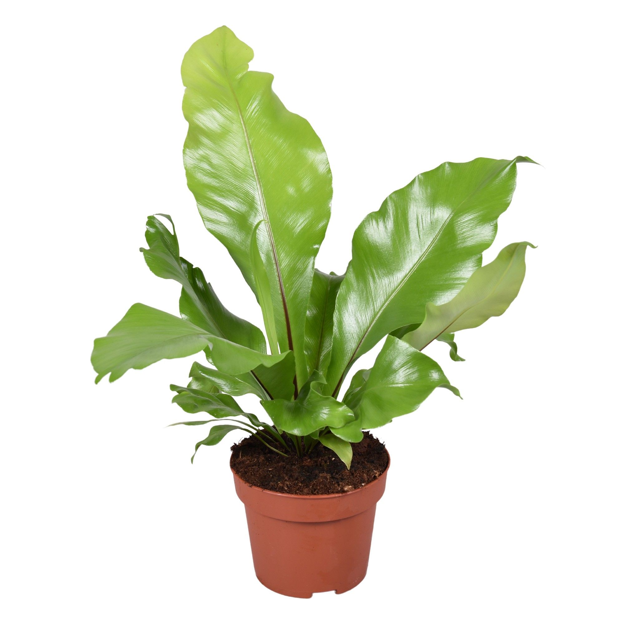 Asplenium Nidus, D 12