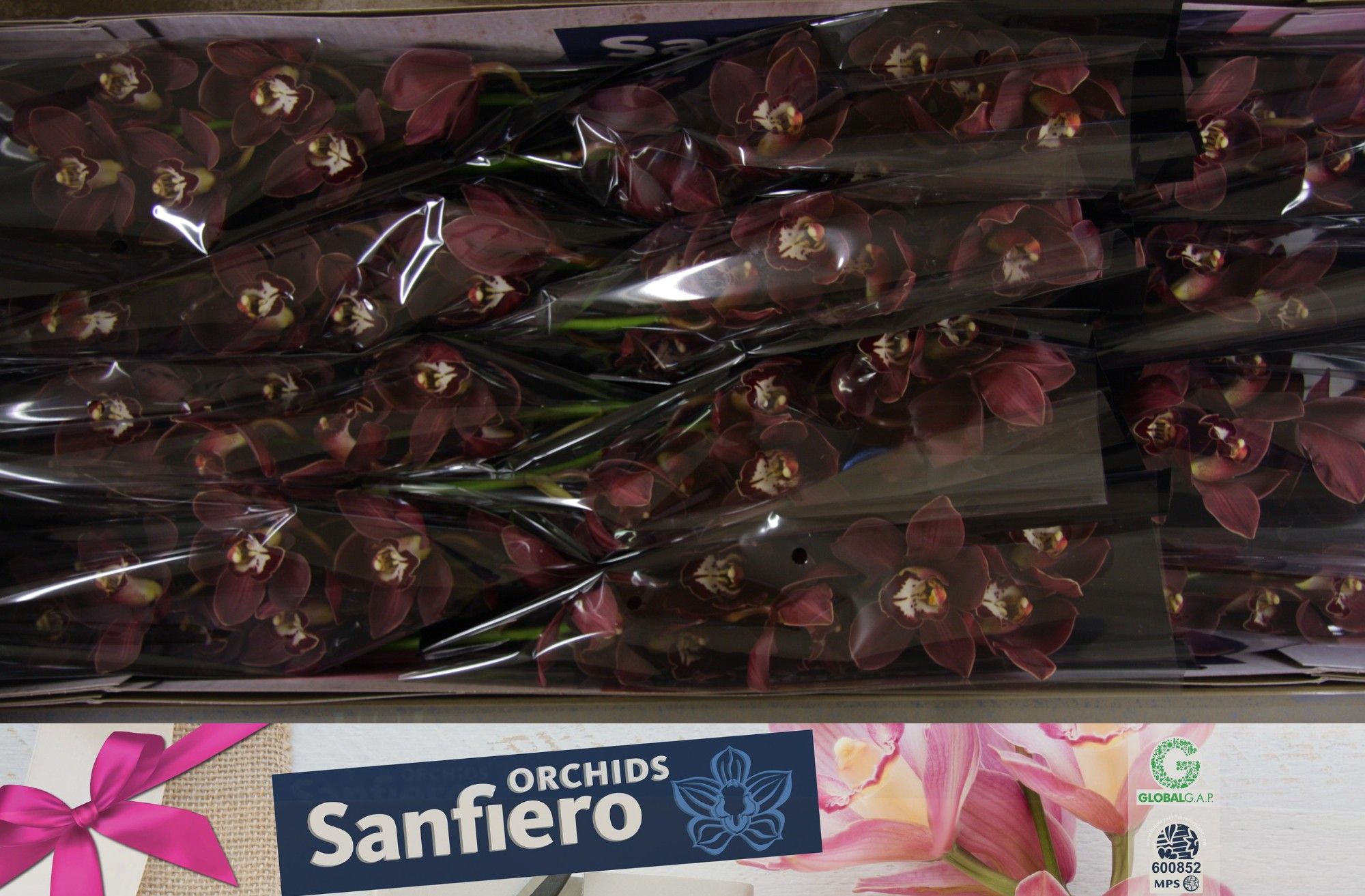 Цимбидиум Привайн x12 50, шт.