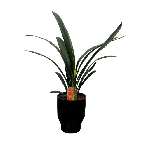 Clivia miniata in Lugano zwart keramiek, D 15 cm