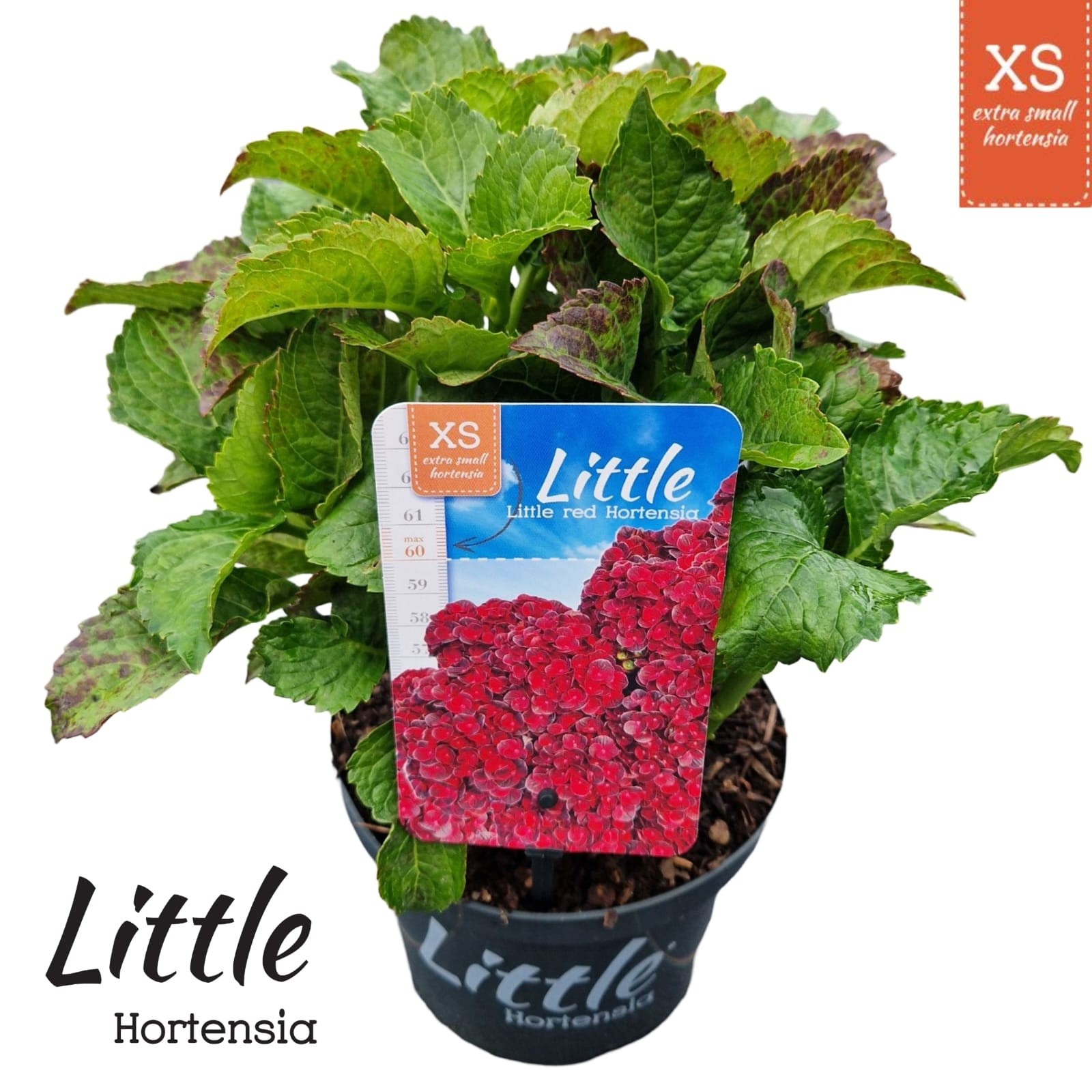 Hydrangea macr. 'Little Red' ® (Little XS), D 17 cm