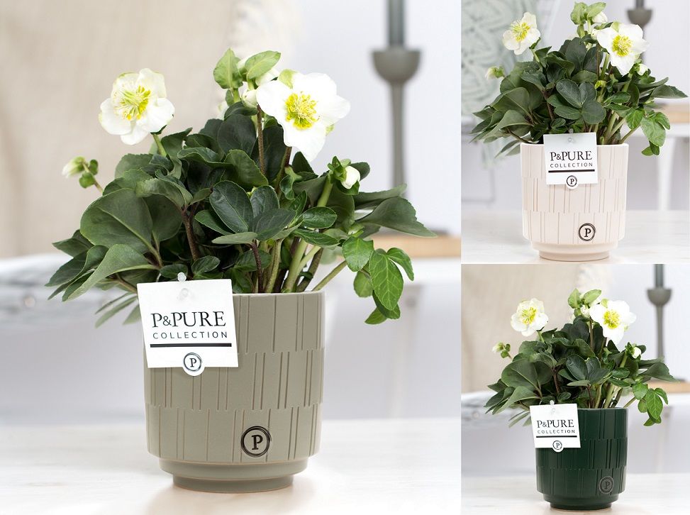 1st class Helleborus "Xmas C." in P&PURE Tess ceramics ass. 3, D 12 cm 1st class Helleborus "Xmas C." in P&PURE Tess ceramics ass. 3, D 12 cm