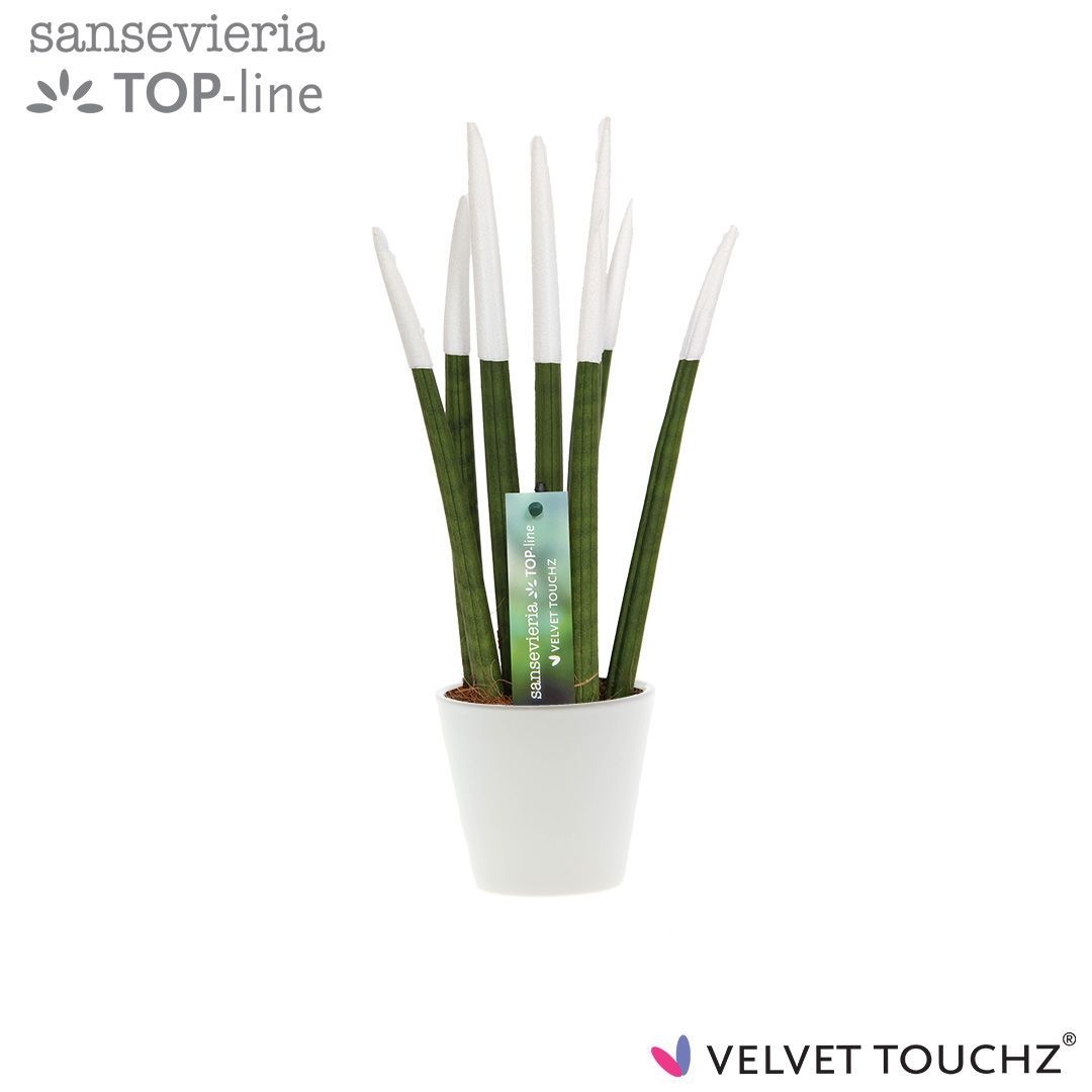Sansevieria VELVET TOUCHZ® Wit In keramiek R'dam, D 8,5