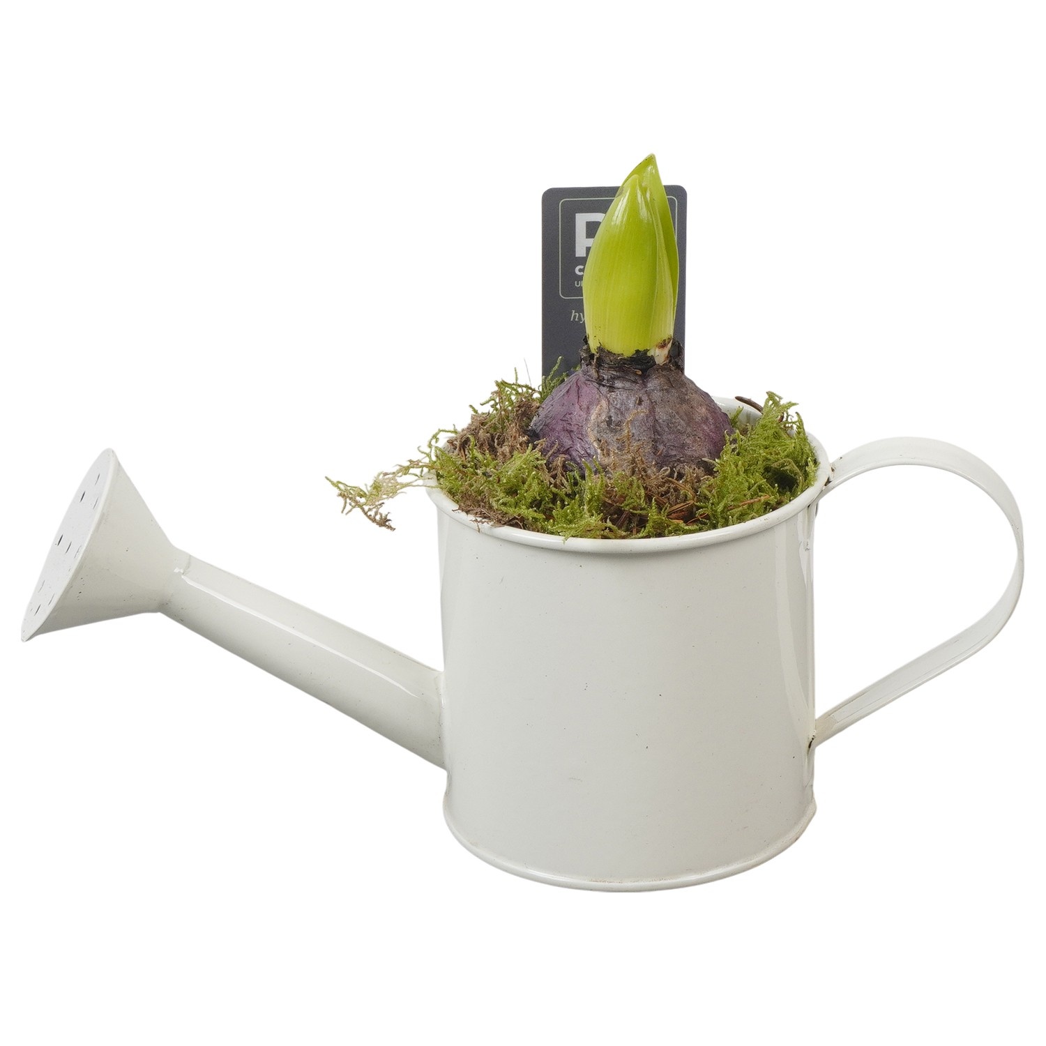 PTHC9116 Arrangement Hyacints in zink gieter, D 9