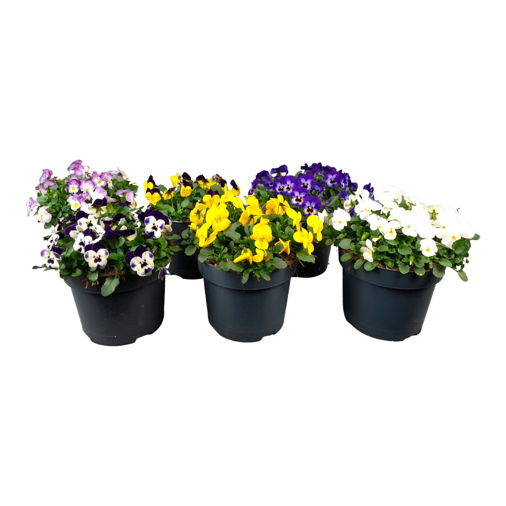 Viool Cornuta gemengde kleuren, D 17