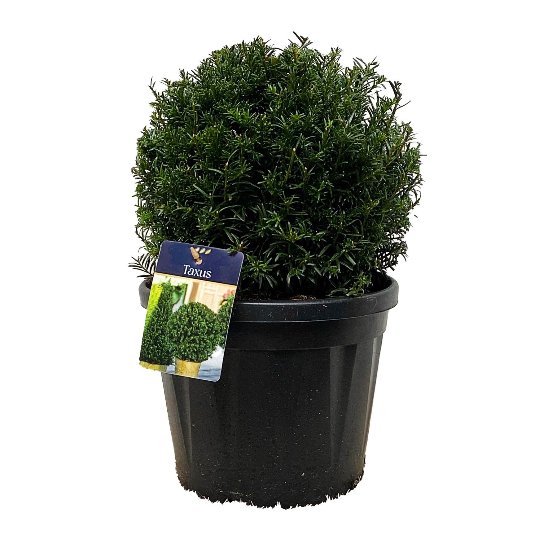 Taxus baccata Bol 30-35 cm c7.5/p26, D 26