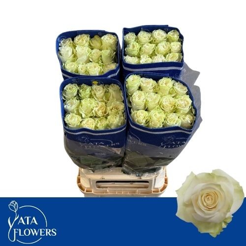 Роза од. Мондиаль 90 (бел.), шт.