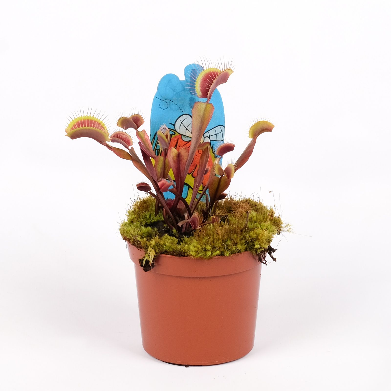 Dionaea red dragon, D 8,5 cm Dionaea red dragon, D 8,5 cm