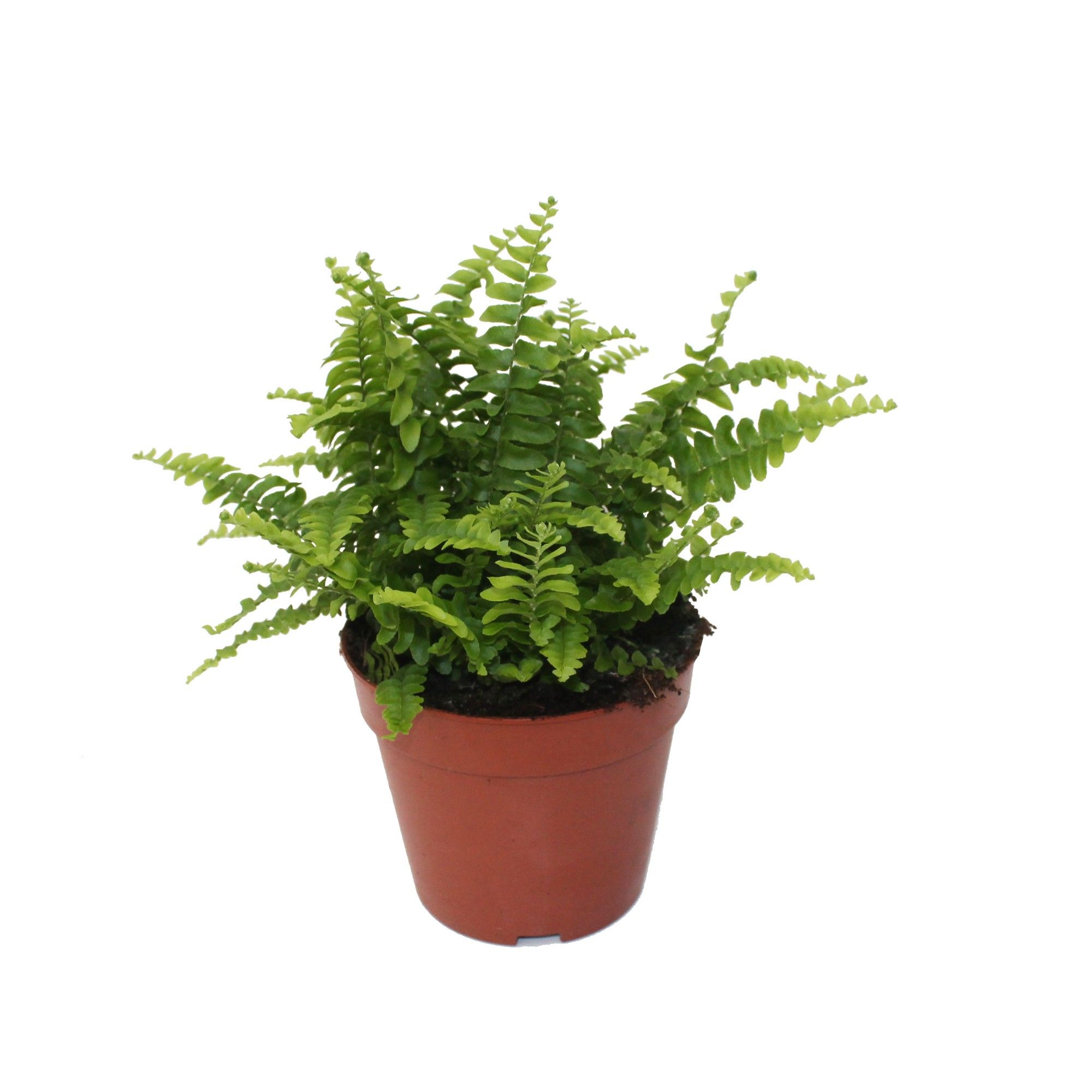 Nephrolepis Green Lady - Compact, D 12