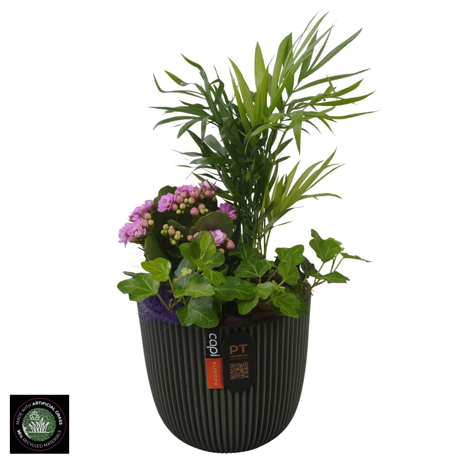 PTIB5214 Arrangement Indoor in capi pot, D 13