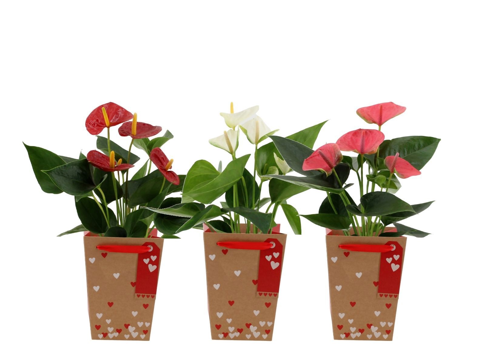Anthurium 12 cm 3 color mix in Lynn Hearts bag, D 12