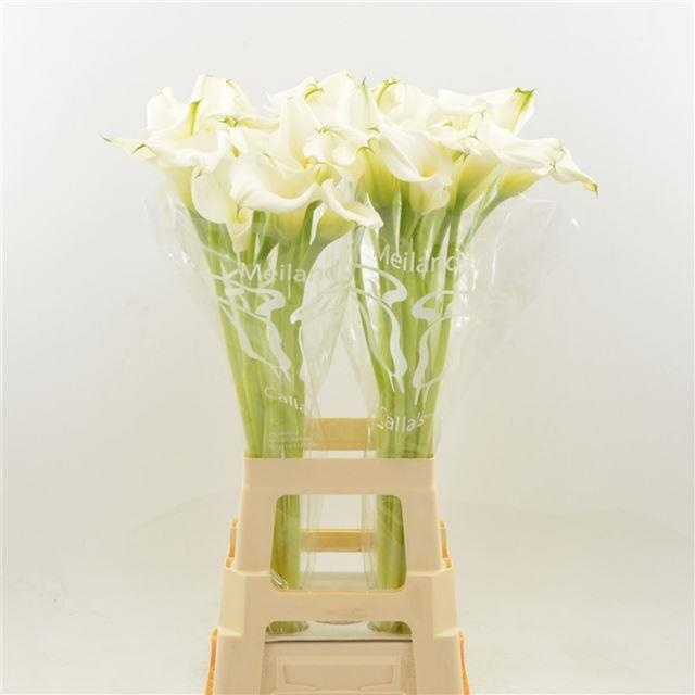 Калла Кэптен Вентура 80, шт.